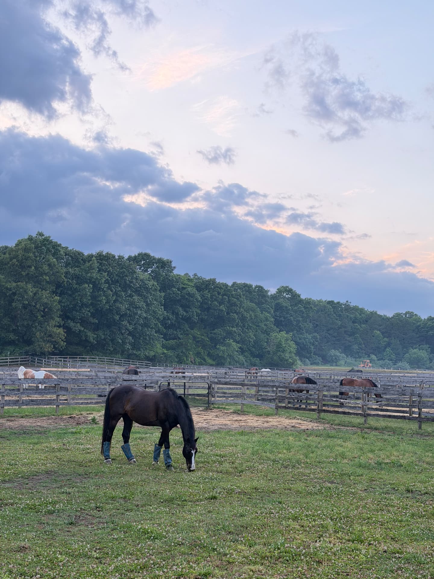A horse grazing in a grassy paddock with neighboring turnout fields at Posnerosa